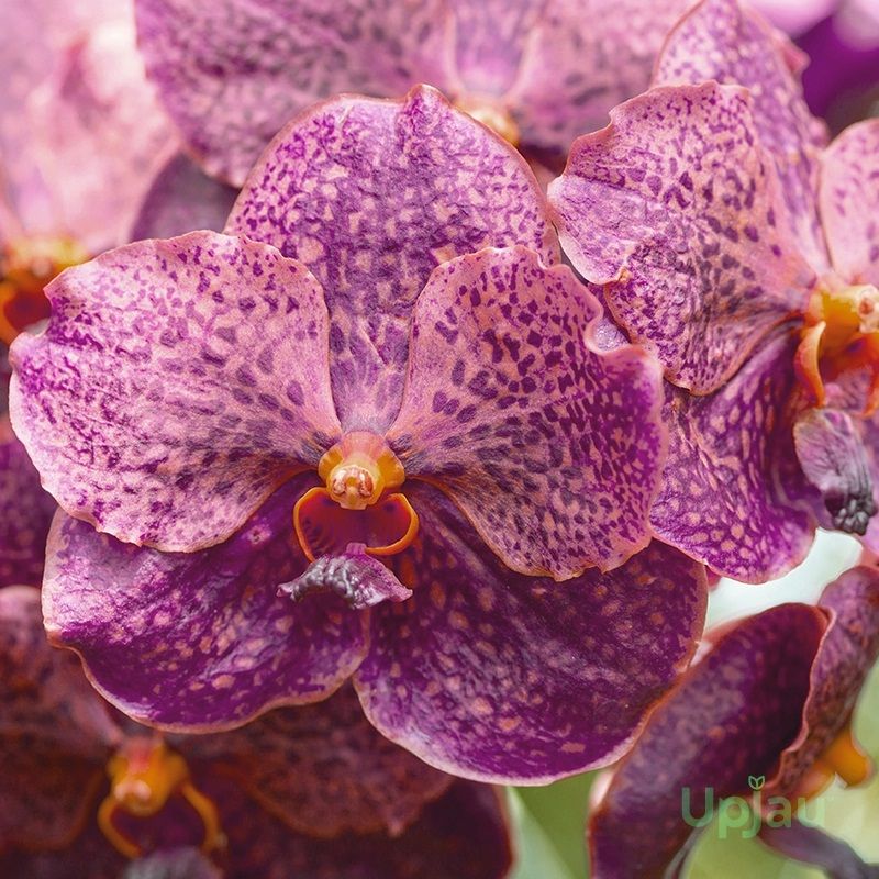 Orchid Vanda Fragrance Black Plant