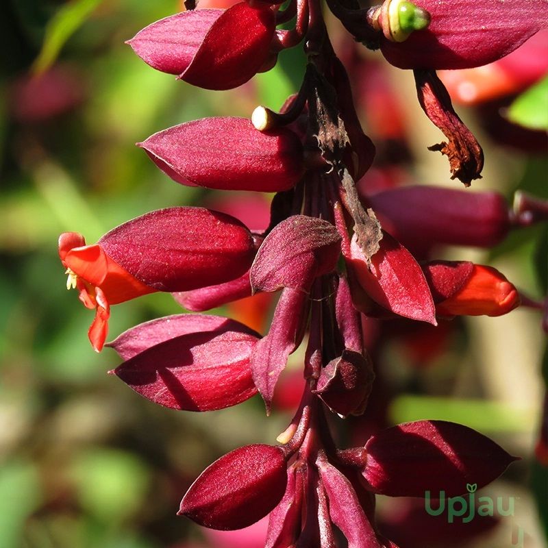 Thunbergia / Scarlet Clock Vine – Rare Climber