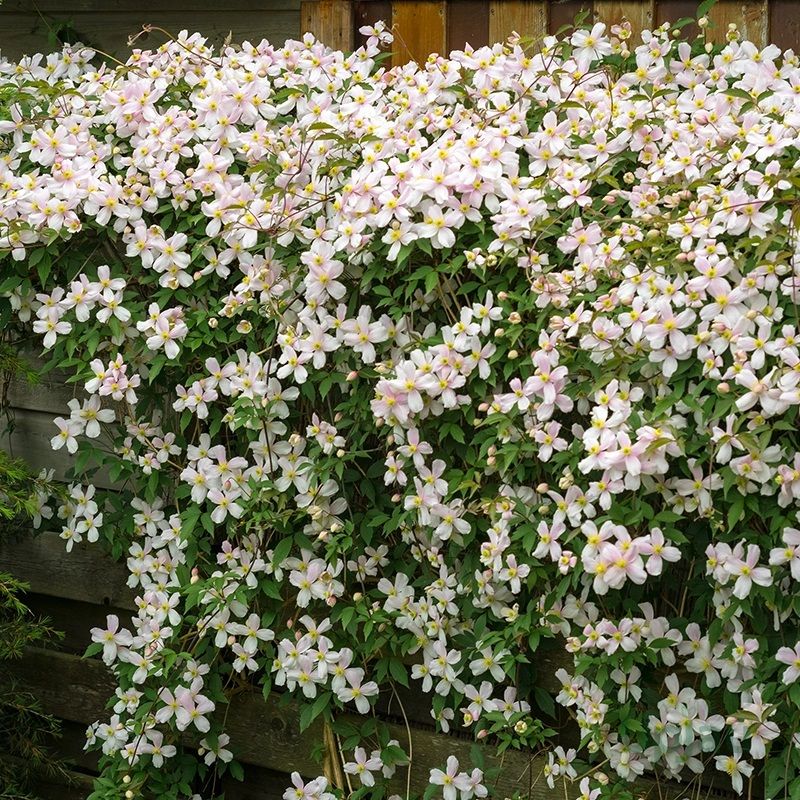 White Clematis Vine (Sapling)