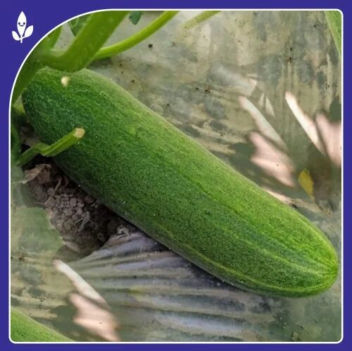 Avani F-1 Hybrid Cucumber Seeds