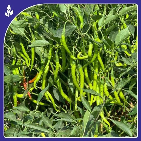 Kalyani F-1 Hybrid Chilli Seeds, Color : Parrot Green for Agriculture