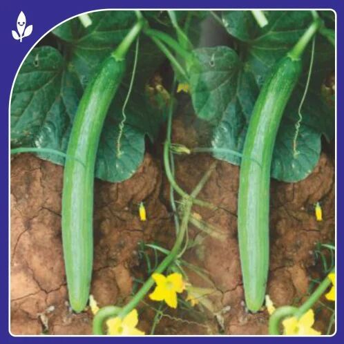 Tanvi 111 F-1 Hybrid Cucumber Seeds, Packaging Size : 25 Gm