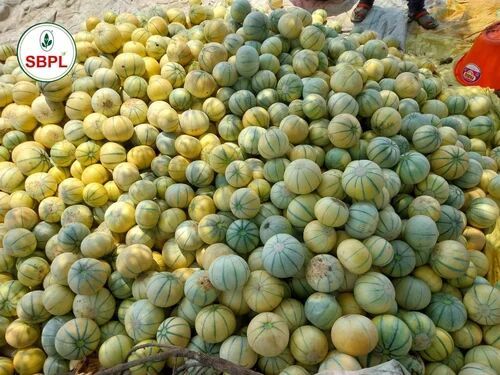 Muskmelon Seeds