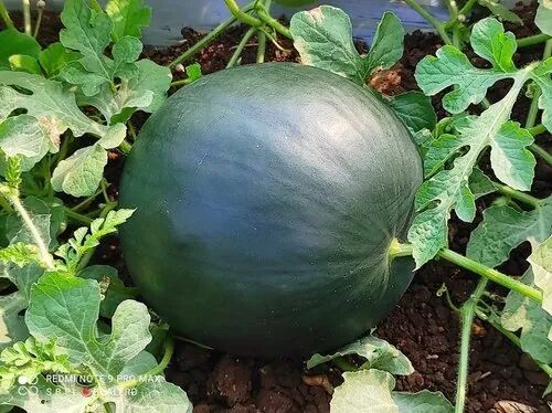 Black Badshah F-1 Hybrid Watermelon Seed