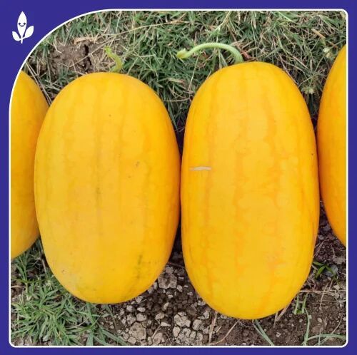 Golden King Watermelon Seeds