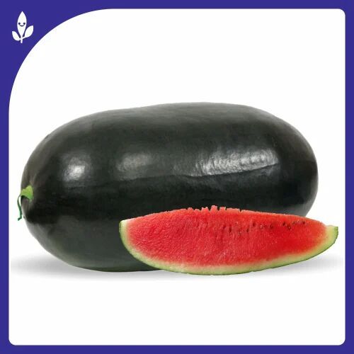 Captain F-1 Hybrid Watermelon Seeds