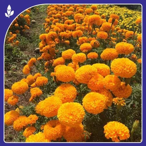 Royal Orange F-1 Hybrid Marigold Seeds