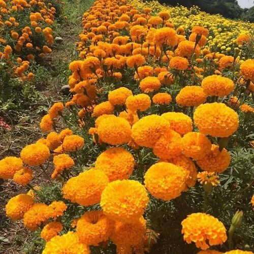 Satvam F-1 Hybrid Marigold Seeds