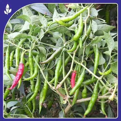 Gomati Green Chilli Seeds