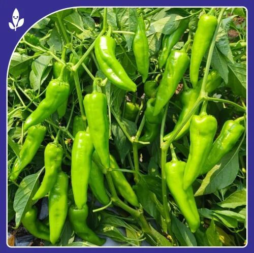 Parvati Chilli Seeds