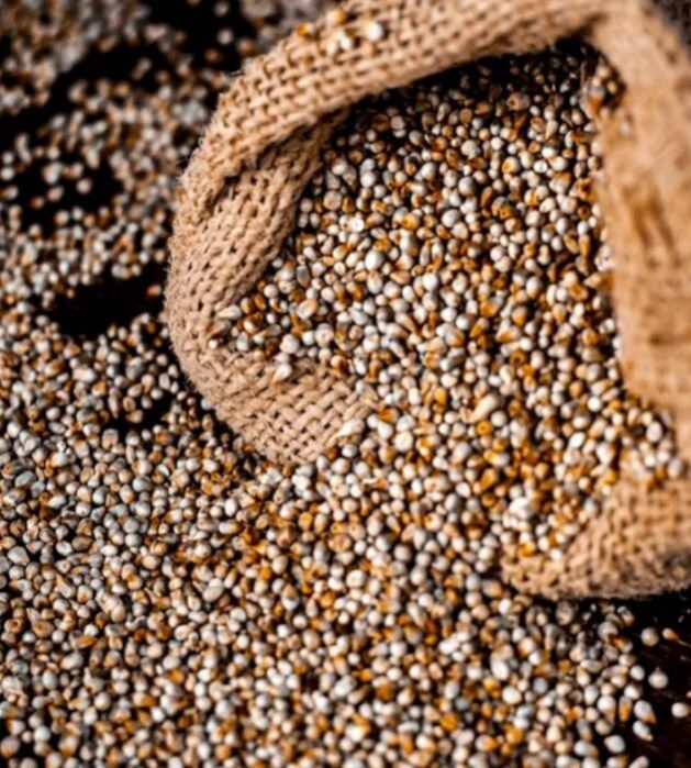 Golden Yellow Pearl Millet Bajra
