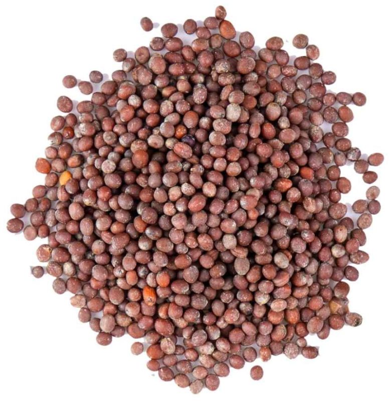 Siddab Mustard Big Seed / Sarso Ki Badi Beej 1Kg