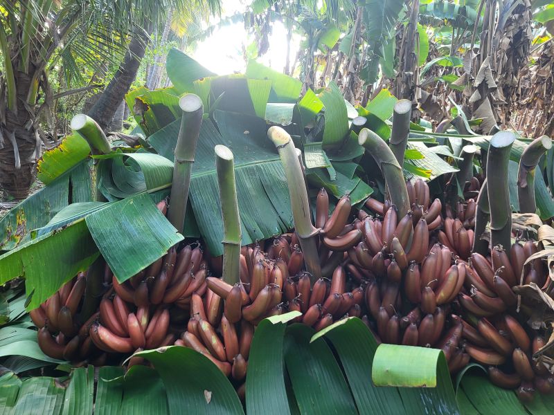 Red Banana