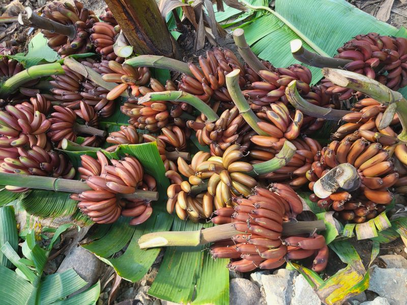 Red Banana