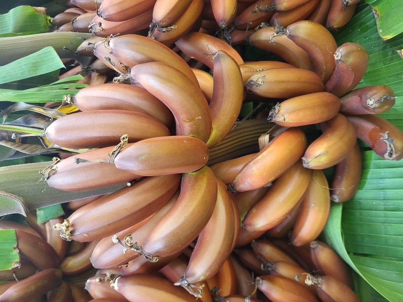 Red Banana