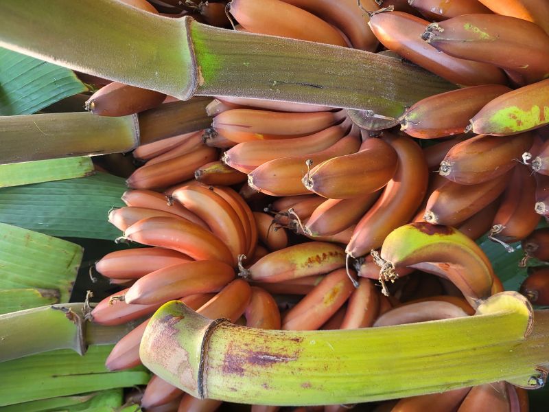 Red Banana