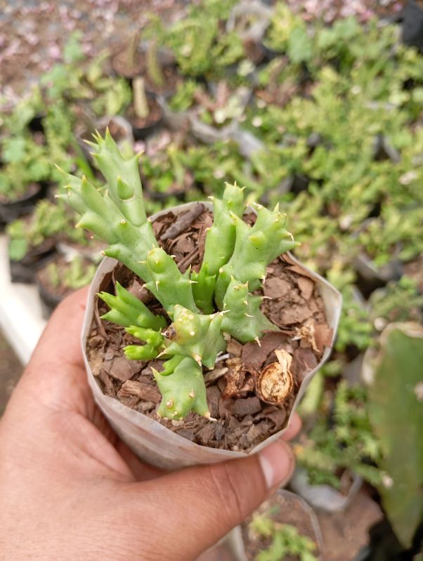 Calathea Zebrina Plant