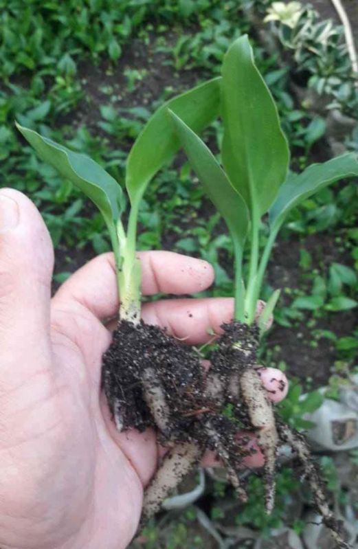 bird of paradise plant