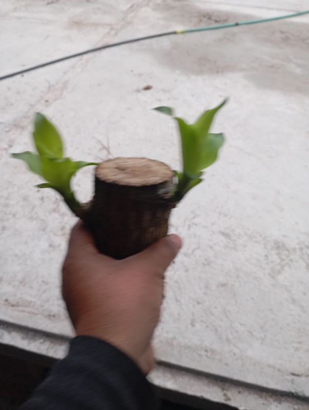 Brazilian Lucky Wood Plant