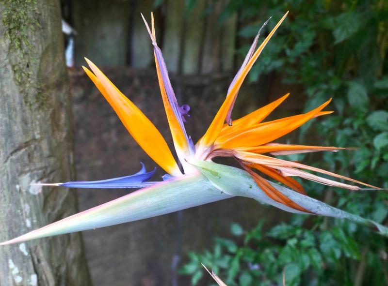 bird of paradise plant