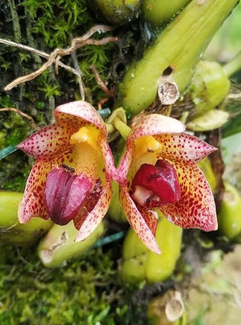 Bulbophyllum leopardinum Flower Plant