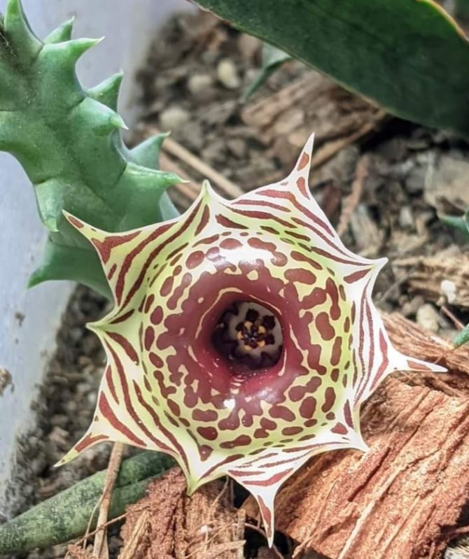 Calathea Zebrina Plant