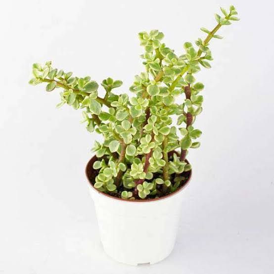 Green Variegated Jade Plant