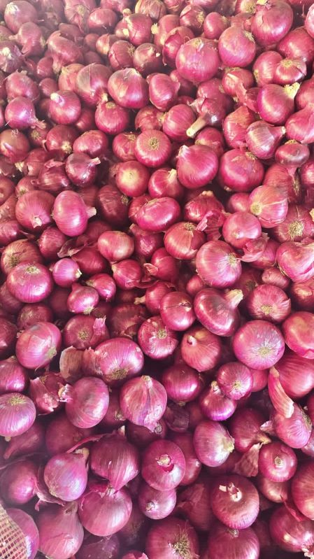 Red Onion