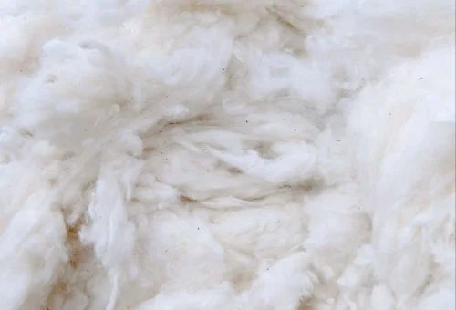 White Raw Cotton