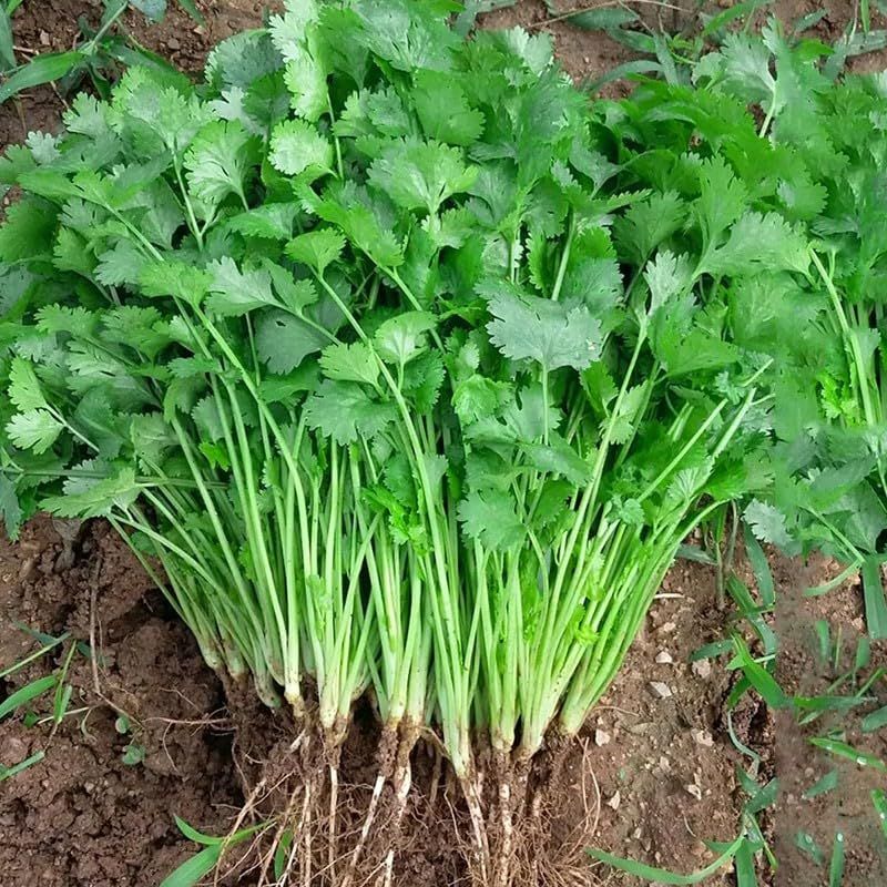 Fresh Coriander Leaves