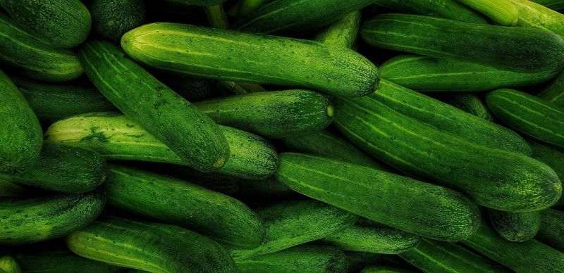 fresh cucumber