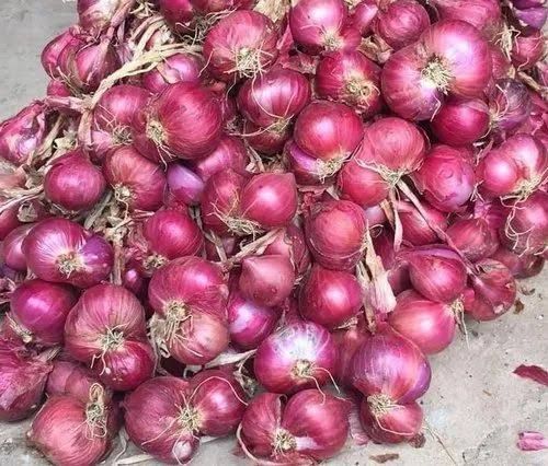 Organic Fresh Red Onion, Packaging Size : 5-25kg for Cooking