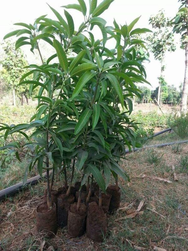 Keshar Mango Plants