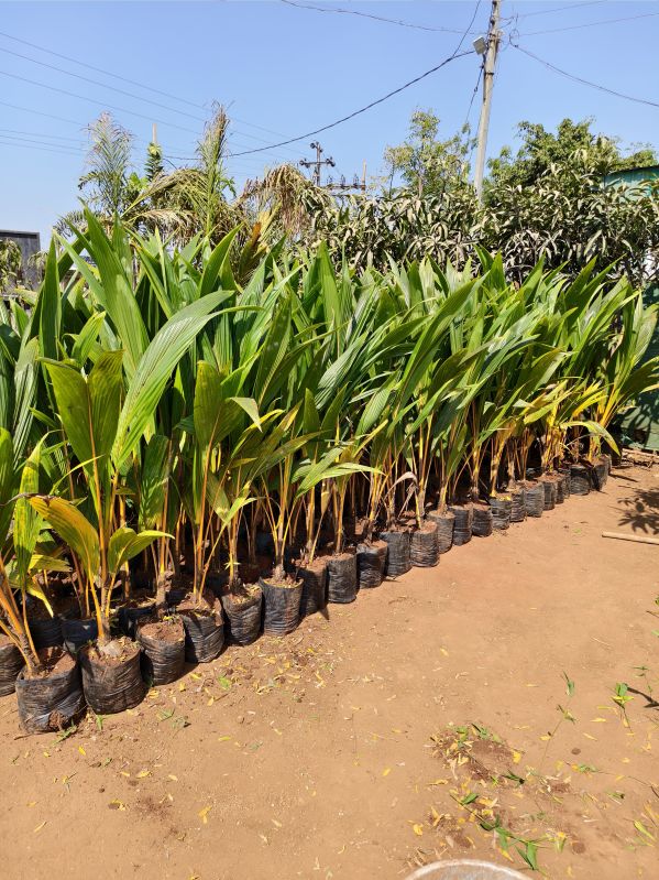 Orange Draf Coconut Plant