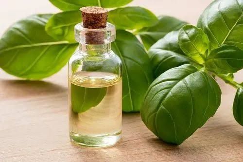 Sweet Basil Oil