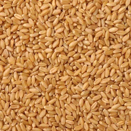 Wheat Seeds