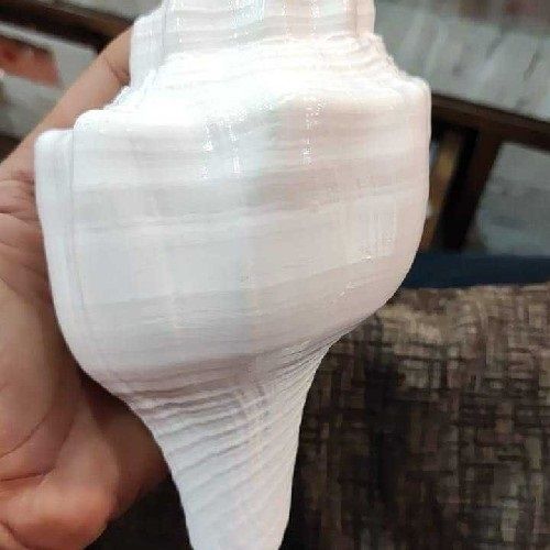 Natural Shankh