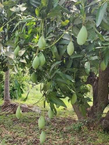 Common Totapuri Mango, State OF Origin : Andhra Pradesh