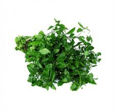 Black Nightshade Leaves