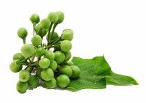 Turkey Berry, Color : Green