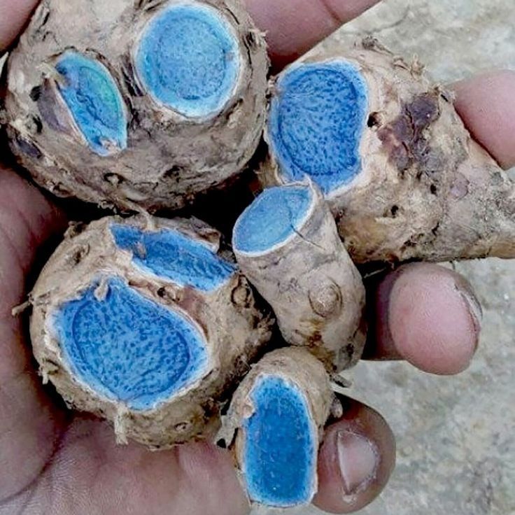 Organic Black Turmeric, Form : Finger / Slices / Powder