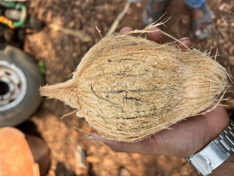 Fresh Brown Coconut