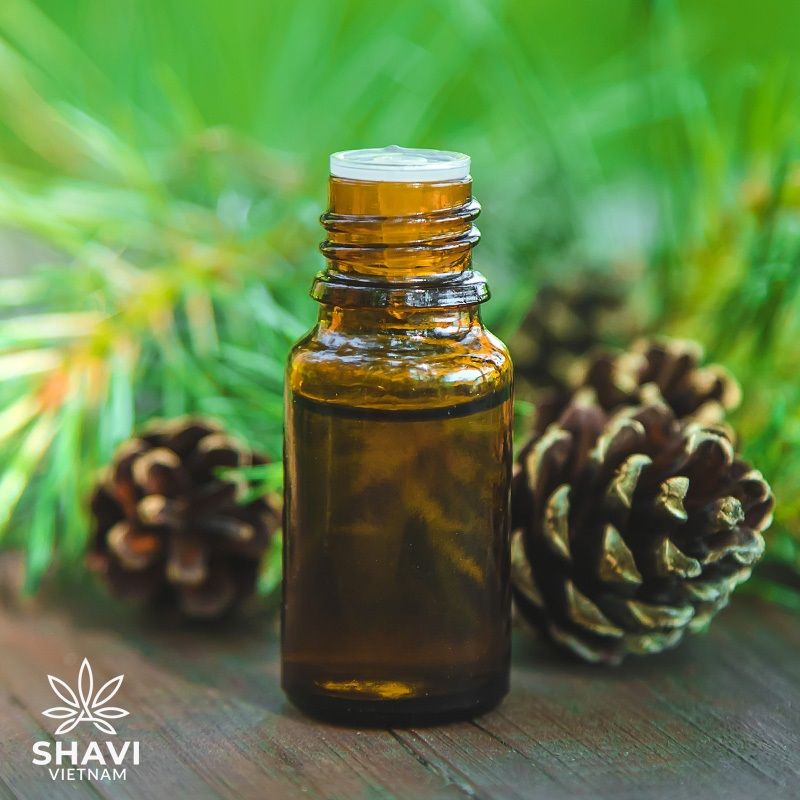 Pine Essential Oil