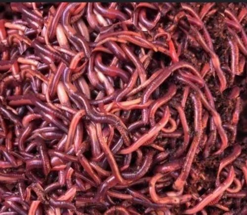 Live Earthworms for Composting