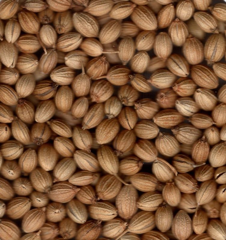 coriander seeds
