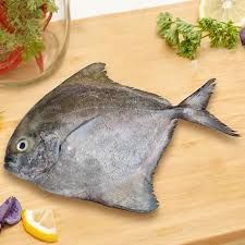 Frozen Black Pomfret Fish, Freezing Process : Cold Storage