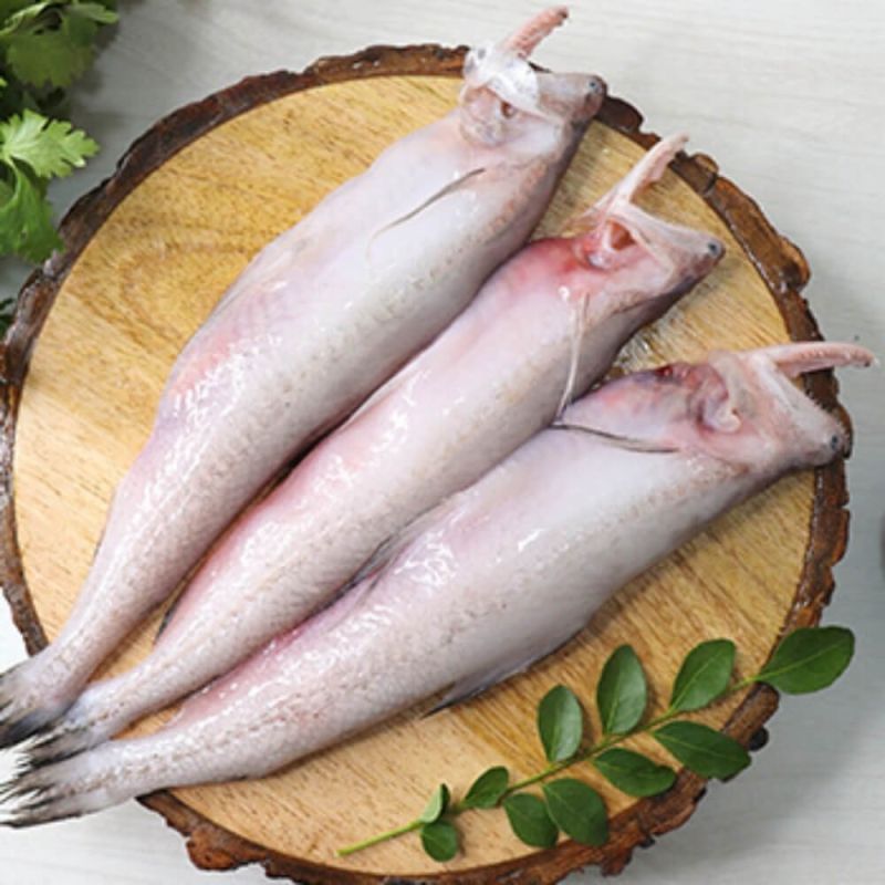 Frozen Bombay Duck Fish