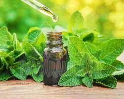 Steam Distillation Mentha Arvensis Oil