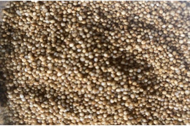 Unpolished Kodo Millet