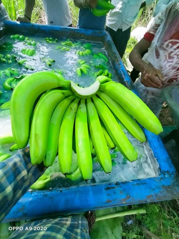 fresh green banana